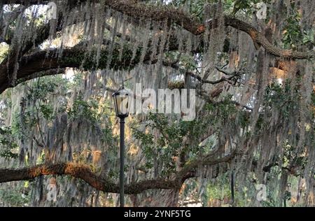 Die Laterne unter der Eiche, Savannah, Georgia Stockfoto