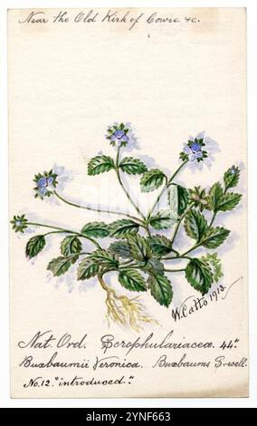 Buxbaums Speedwell (Buxbaumii Veronica) - William Catto Stockfoto