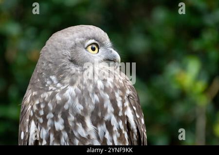 Bellende Eule, Ninox Connivens, einheimischer australischer Vogel, Nahgesicht, Currumbin Sanctuary Gold Coast Queensland, Reiseziel für Familien Stockfoto