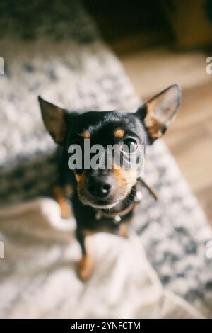 Nahaufnahme eines schwarz-braunen Chihuahua, der mit breiten, neugierigen Augen nach oben blickt. In einem warmen und gemütlichen Zuhause werden die verspielten per in Szene gesetzt Stockfoto