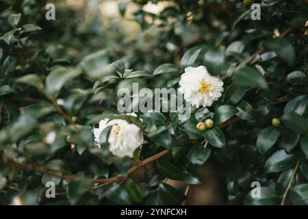 Eine Nahaufnahme einer blühenden weißen Kamelienblüte umgeben von grünem Laub und Blütenknospen in Forsyth Park, Savannah, Georgia Stockfoto