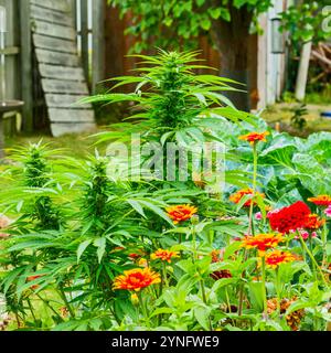 Hüttengarten mit blühendem Cannabis, Sonnenblumen und Zinnien in Michigan, USA. Stockfoto