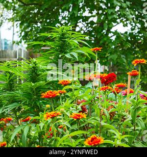 Hüttengarten mit blühendem Cannabis, Sonnenblumen und Zinnien in Michigan, USA. Stockfoto