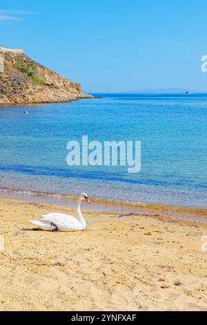 Stummer Schwan am Livadi Beach, Serifos Island, Kykladen Inseln, Griechenland Stockfoto