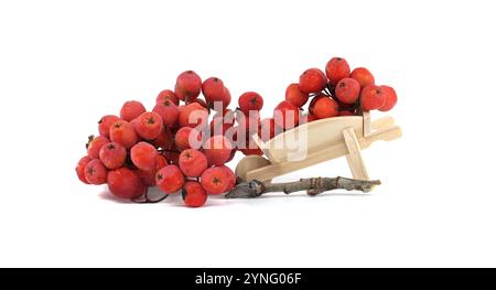 Leuchtende rote Beeren sind künstlerisch in einer Miniatur-Holzkarre angeordnet. Das Bild fängt damit das Wesen des Herbstes, der Natur und der Ernte ein Stockfoto