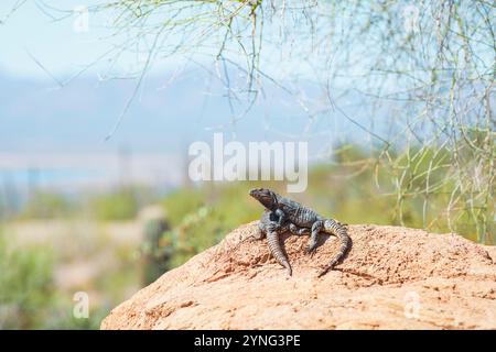 TUCSON, ARIZONA - 8. März 2014 - Ein Paar Sonora Stachelschwanzleguane (Ctenosaura macrolopha) im Arizona-Sonora Desert Museum Stockfoto