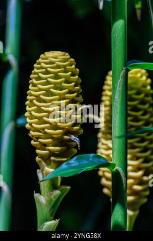 Eine große grüne Blume mit gelbem Zentrum ist von grünen Blättern umgeben. Eine Biene schwebt über der Blume Stockfoto