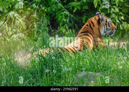 Ein Tiger liegt im Gras und schaut in die Kamera. Die Szene ist friedlich und ruhig, wobei der Tiger im Mittelpunkt steht Stockfoto