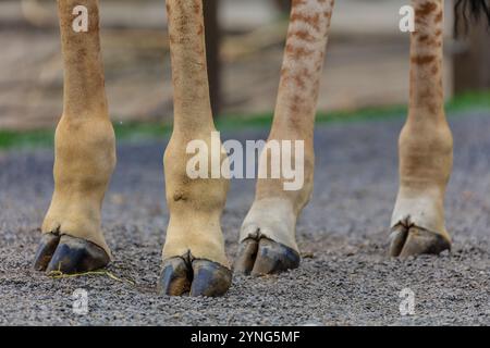 Die Beine einer Giraffe in brauner und brauner Farbe. Die Beine sind auf einer felsigen Oberfläche, und die Beine der Giraffe sind auseinander gespreizt. Die Beine sind lang und die Haut Stockfoto