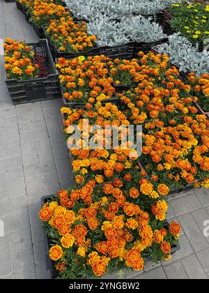 Blumenkästen zum Anpflanzen in Blumenbeeten Stockfoto