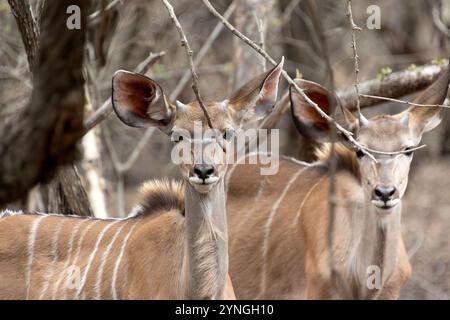 Kudu, Nahaufnahme, im Kruger-Nationalpark, Südafrika Stockfoto