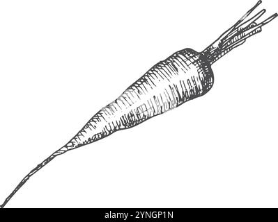 Stift und Tinte handgezeichnete Karotte auf weißem Hintergrund. Vektorabbildung. Design für Menü, Etikett, Rezeptbuch und Bauernmarkt Stock Vektor