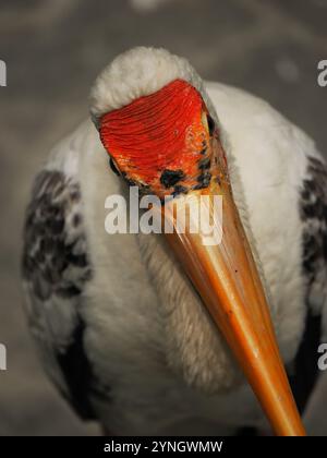 Nahporträt eines gemalten Storchs (Mycteria leucocephala) mit einer seltsamen Neigung, mit leuchtendem orangefarbenem Schnabel und auffälligen Gesichtsmarkierungen Stockfoto