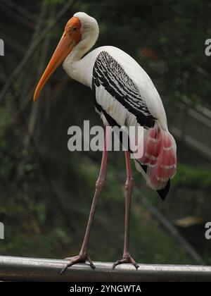 Der gemalte Storch thronte anmutig und zeigte seinen leuchtenden orangefarbenen Schnabel, sein schwarz-weißes Gefieder und seine markanten rosafarbenen Schwanzfedern vor dem üppigen Wald Stockfoto