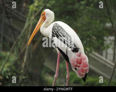 Der gemalte Storch thronte anmutig und zeigte seinen leuchtenden orangefarbenen Schnabel, sein schwarz-weißes Gefieder und seine markanten rosafarbenen Schwanzfedern vor dem üppigen Wald Stockfoto