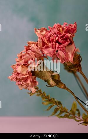 Nahaufnahme einer verwelkten und trockenen rosa Nelke Stockfoto