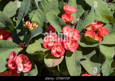 Die Blüten der Dornenkrone (Euphorbia milii), auch bekannt als Christuspflanze oder Christusthorn, blühen an einem sonnigen Tag im Garten. Stockfoto