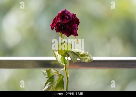 Eine detaillierte Nahaufnahme einer getrockneten roten Rose vor einem weichen, unscharfen natürlichen Hintergrund. Stockfoto
