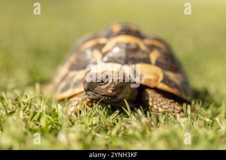 Eine griechische Schildkröte (testudo hermanni) in einem Garten im Sommer draußen Stockfoto