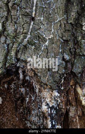 Nahaufnahme einer Baumrinde in einem Holz mit interessanten Texturen Stockfoto