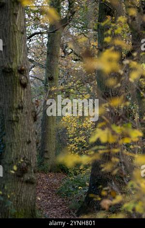 Ein Spaziergang durch die Wälder, englischer Wald im Herbst mit gelben, braunen und orangen Blättern auf den Bäumen und Herbstlaub auf dem Boden Stockfoto