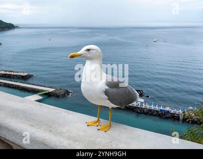 Gelbbeinmöwe (Larus michahellis) auf einer Meeresmauer, Sorrent, Kampanien, Italien Stockfoto