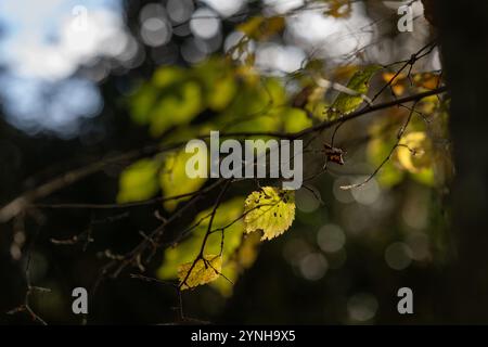 Herbstlaub im Wald mit Sonnenschein durch die Bäume Stockfoto