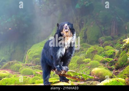 Porträt südamerikanischer Brillenbär (Tremarctos ornatus). Stockfoto