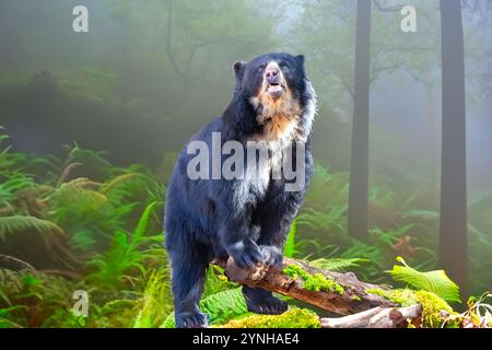 Porträt südamerikanischer Brillenbär (Tremarctos ornatus). Stockfoto