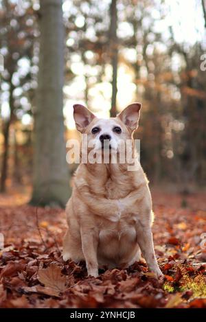 Der alte braune Hund ist im Herbst im Wald. Sie sitzt in den gefallenen Blättern und im Hintergrund scheint die Sonne Stockfoto