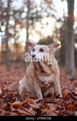 Der alte braune Hund ist im Herbst im Wald. Sie sitzt in den gefallenen Blättern und im Hintergrund scheint die Sonne Stockfoto