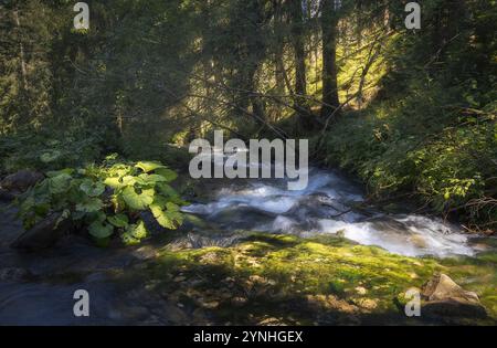 Ein ruhiger Bach schlängelt sich durch die lebendige Vegetation im Tatra-Nationalpark und enthüllt die Schönheit der Natur in Polen Stockfoto