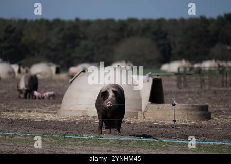 Trächtige Sutton Heath Suffolk Stockfoto