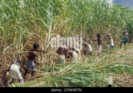 Indien, Tamil Nadu, Männer arbeiten auf einer Zuckerrohrplantage und schneiden die Rohrhalme ab. Stockfoto