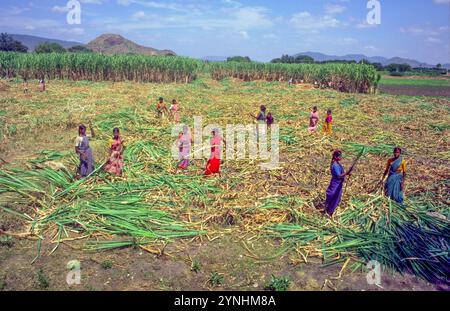 Indien, Tamil Nadu, Frauen und Mädchen arbeiten auf einer Zuckerrohrplantage und entfernen die Blätter von den Zuckerrohrhalmen. Stockfoto