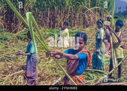 Indien, Tamil Nadu, Frauen und Mädchen arbeiten auf einer Zuckerrohrplantage und entfernen die Blätter von den Zuckerrohrhalmen. Stockfoto