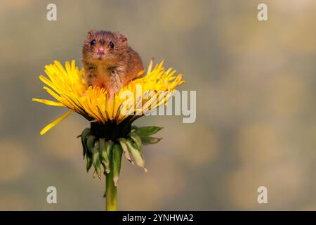 Eine Feldmaus aus aus Großbritannien sitzt auf einem Löwenzahn-Kopf Stockfoto