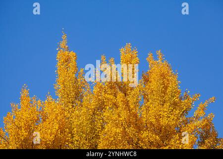 Ginkgo-Baum (Ginkgo biloba), gelbe Blätter im Herbst, Deutschland Stockfoto