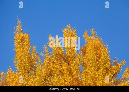 Ginkgo-Baum (Ginkgo biloba), gelbe Blätter im Herbst, Deutschland Stockfoto