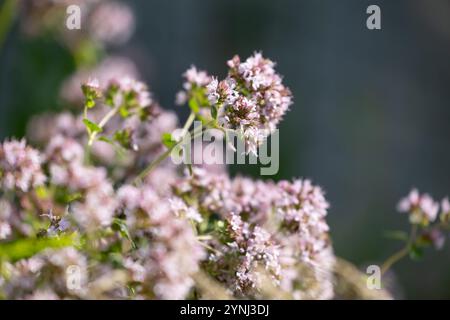 Lila, duftende Blumen von Oregano-Pflanzen, die im Garten wachsen. Wunderschöne Sommerlandschaft von Lettland, Nordeuropa. Stockfoto