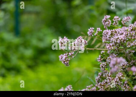 Lila, duftende Blumen von Oregano-Pflanzen, die im Garten wachsen. Wunderschöne Sommerlandschaft von Lettland, Nordeuropa. Stockfoto