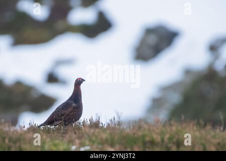 Rothühner (Lagopus scotica) an einem Wintertag, Scottish Highlands Stockfoto