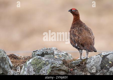 Rothühner (Lagopus scotica) an einer Steinmauer, Perthshire, Schottland Stockfoto