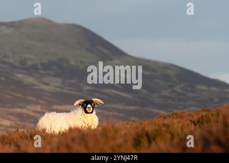 Schottisches Schwarzgesichtsschaf, Perthshire, Schottland Stockfoto