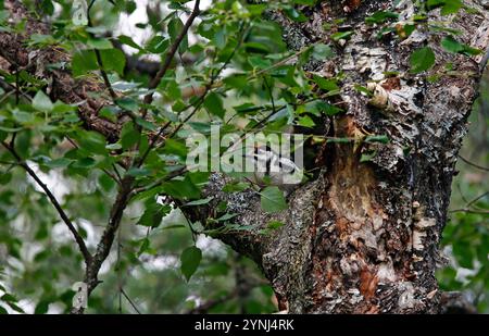 Junger Großspecht im Wald Stockfoto
