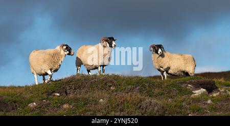 Schottisches Schwarzgesichtsschaf, Perthshire, Schottland Stockfoto