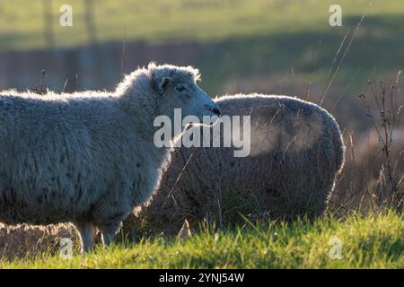 Schafe an einem kalten Winterabend mit sichtbarem Atem, Norfolk, Großbritannien Stockfoto