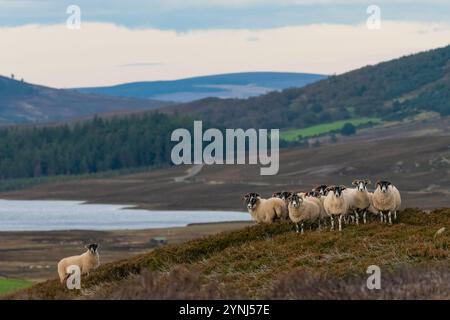 Schottisches Schwarzgesichtsschaf, Perthshire, Schottland Stockfoto