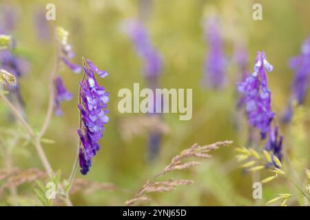 Lila getuftete Wickchenblüten wachsen auf einem Feld und schaffen eine lebendige Farbdarstellung in der natürlichen Landschaft Stockfoto