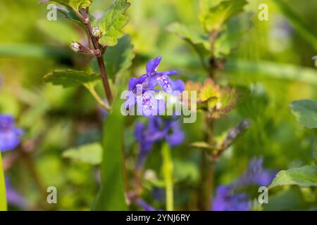 Glechoma hederacea, allgemein bekannt als Ground-Efeu, zeigt seine leuchtend violetten Blüten im Frühling auf einer üppig grünen Wiese Stockfoto